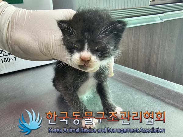 한국동물구조관리협회_441560202400608